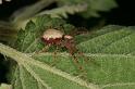 Philodromus_aureolus_D4893_Z_89_Les Gris_Frankrijk